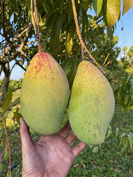 Kilichundan Mango Grafted Live Plant