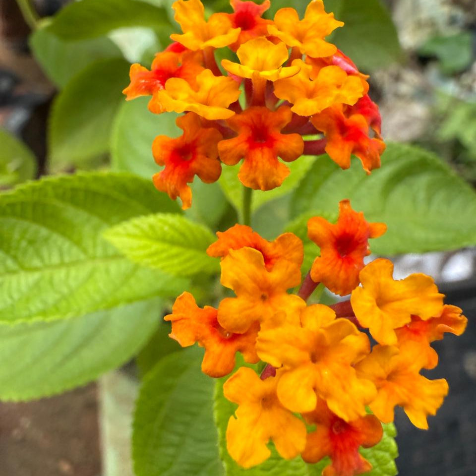 Lantana Orange and Yellow Imported (Tick Berry) All Time Flowering Live Plant