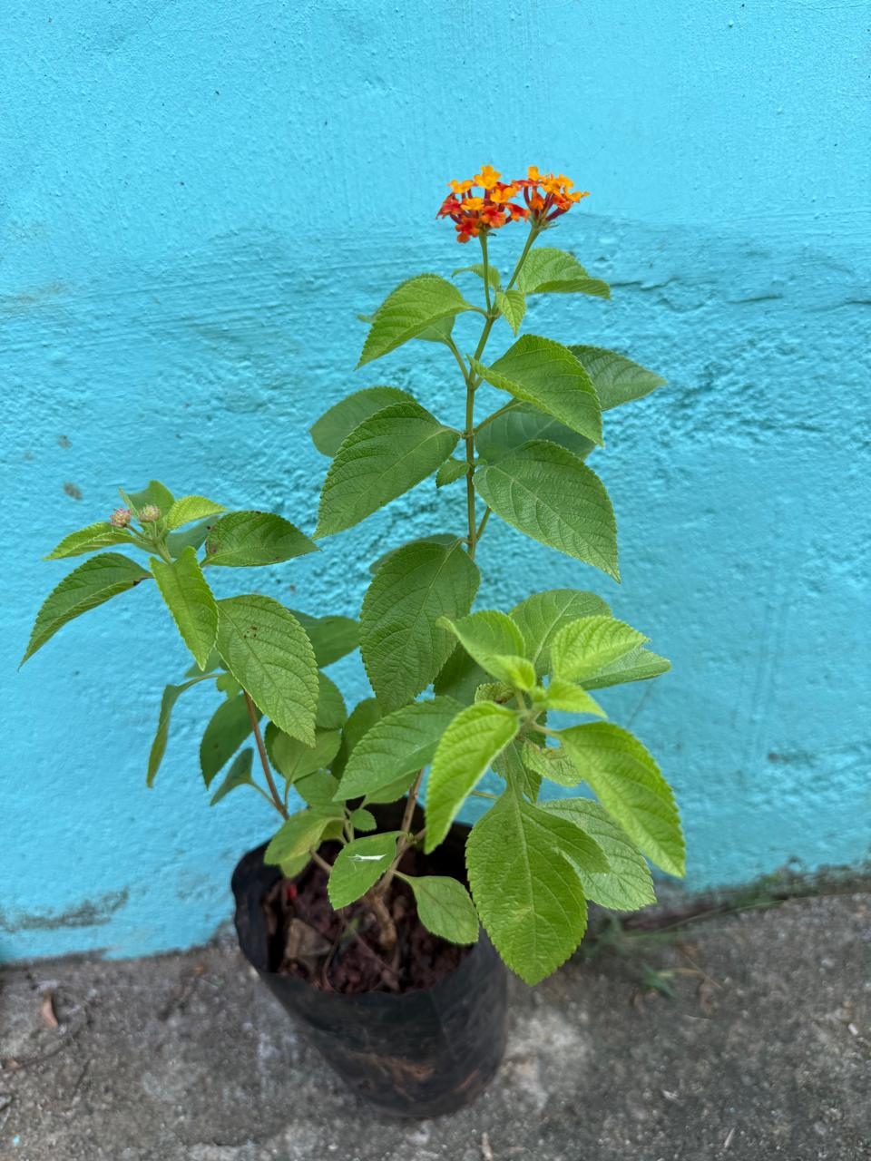 Lantana Orange and Yellow Imported (Tick Berry) All Time Flowering Live Plant
