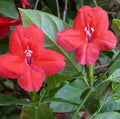 Ruellia affinis/Red Ruellia Rare Flowering Live Plant