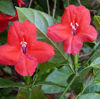 Ruellia affinis/Red Ruellia Rare Flowering Live Plant