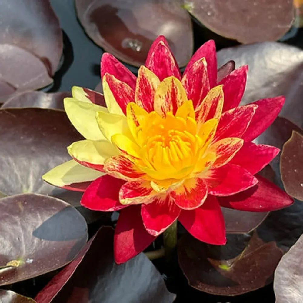 Ring of fire waterlily tropical daily bloomer live plant