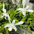 Dendrobium Caesar White Orchids with Flower
