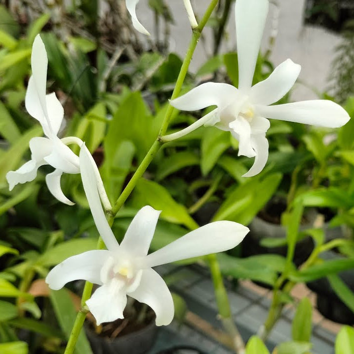 Dendrobium Caesar White Orchids with Flower