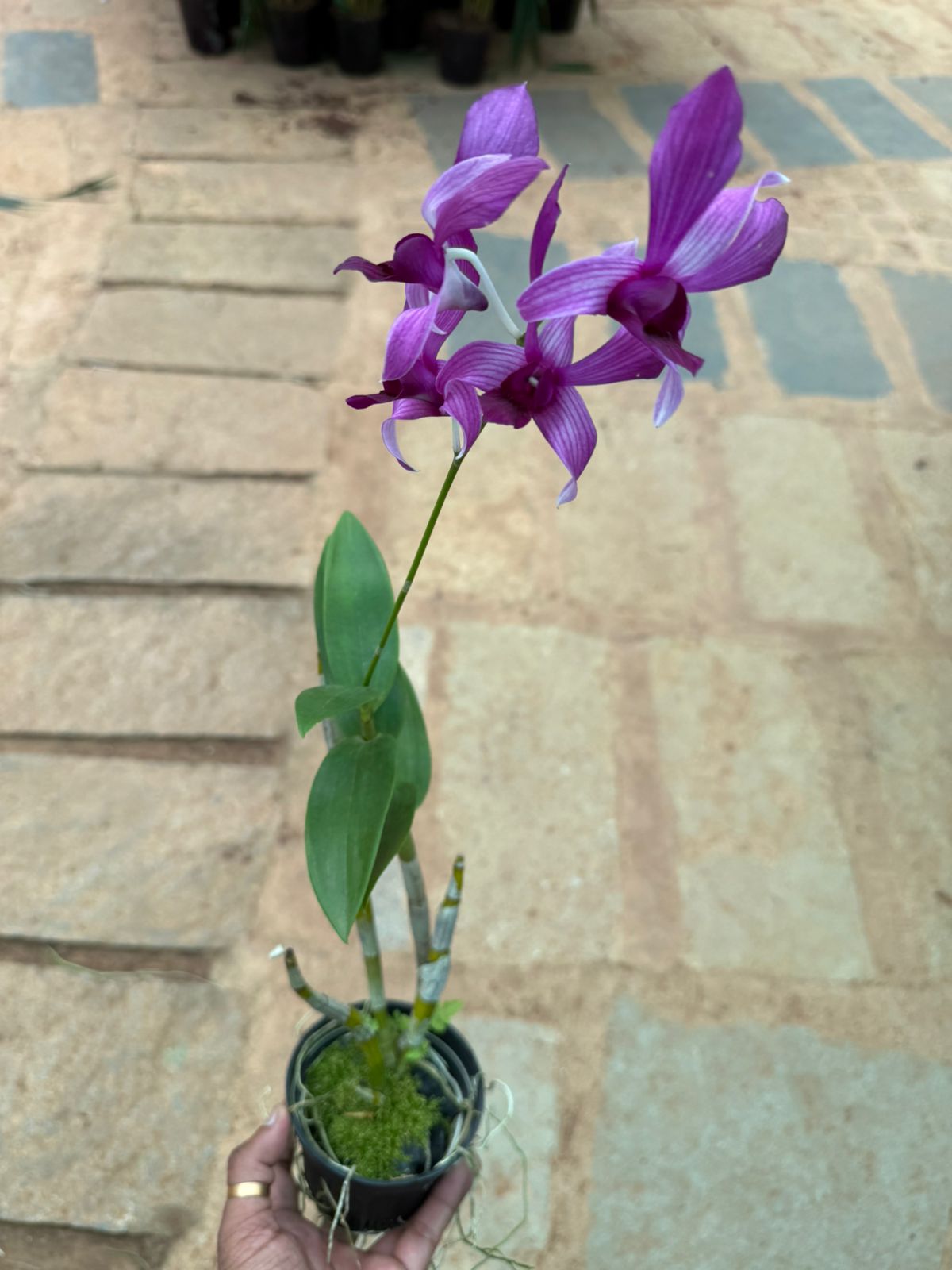 Dendrobium GD RCOS Orchids with Flower
