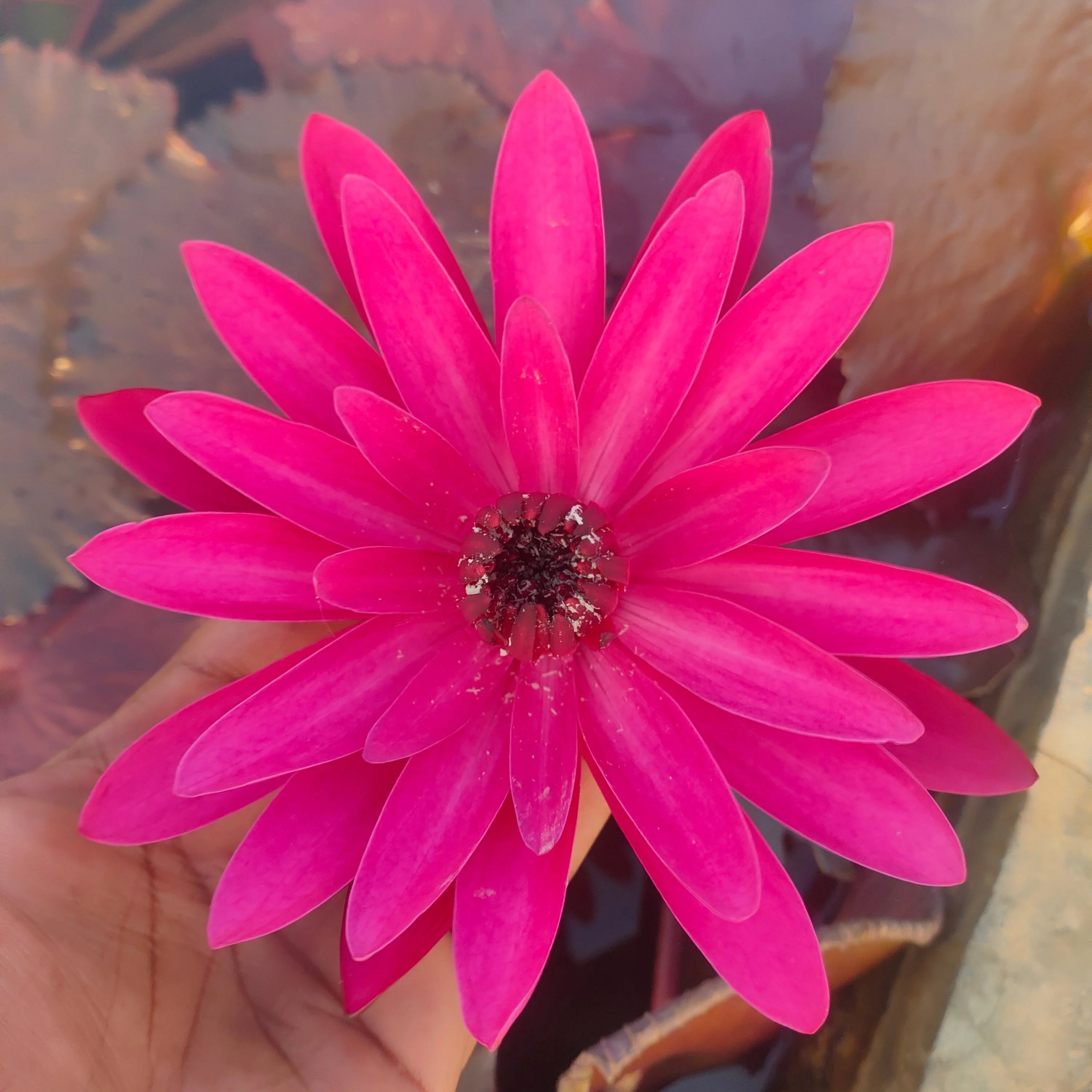 English rose waterlily tropical daily bloomer live plant