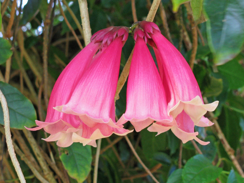 Tecomanthe Hilli/Fraser island creeper Flowering Live Plant