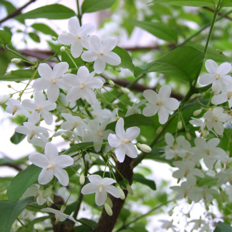 Water Jasmine Single Petal Highly Fragrant Flowering Rare Live Plant - Variegated Leaves