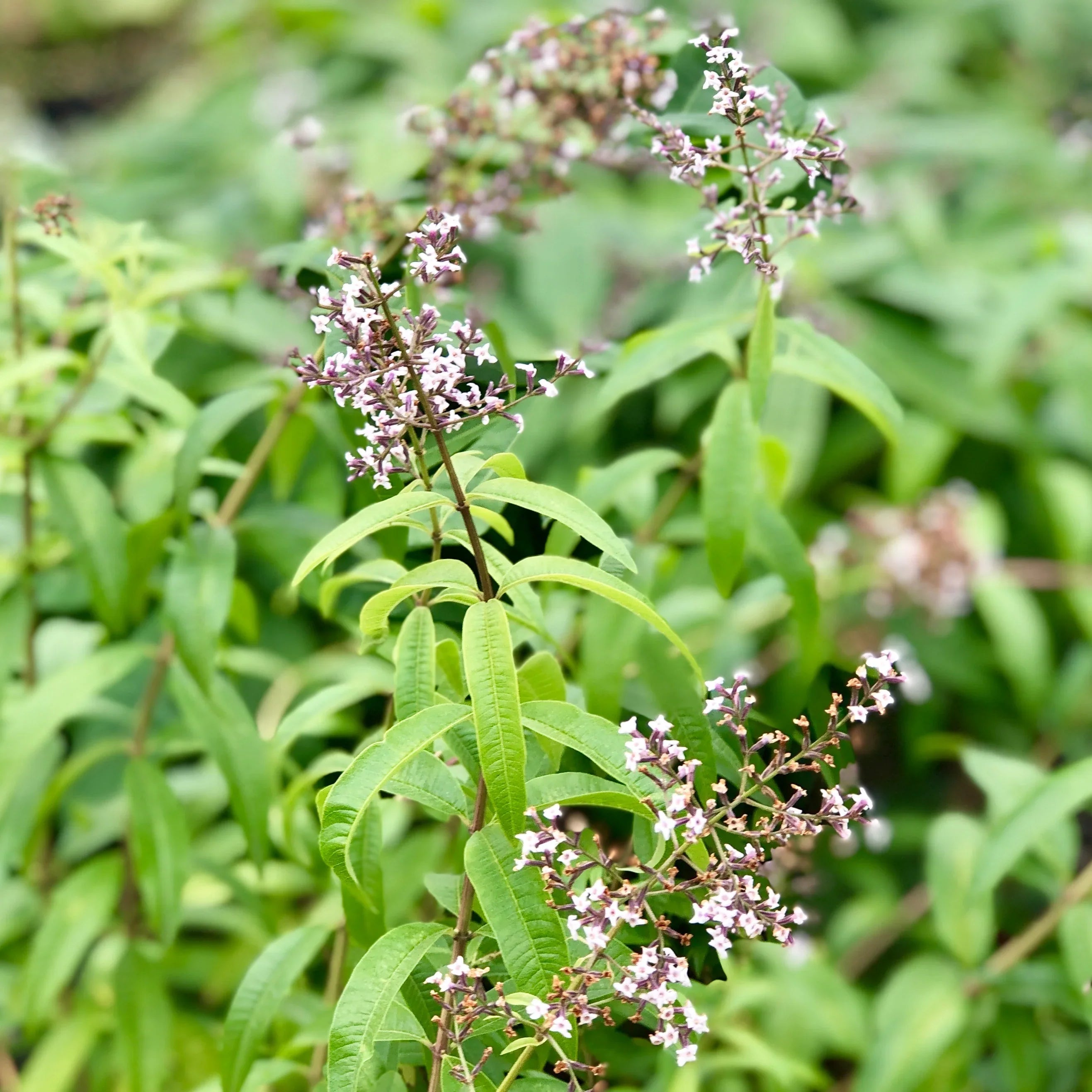 Lemon Verbena Herb/ Medicinal Live Plant
