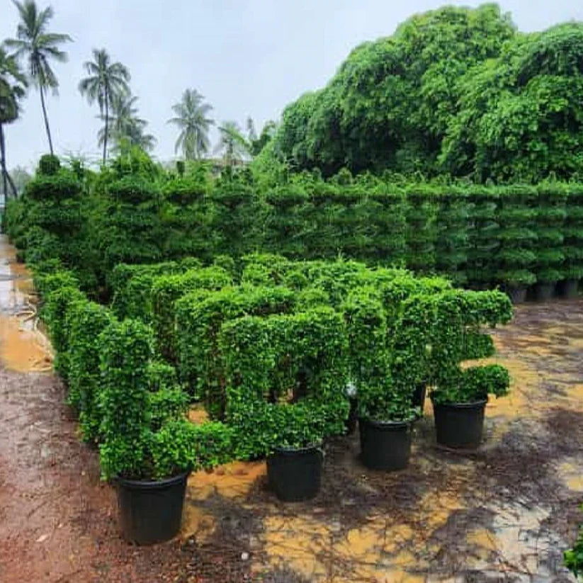 Malpighia Bonsai Plant