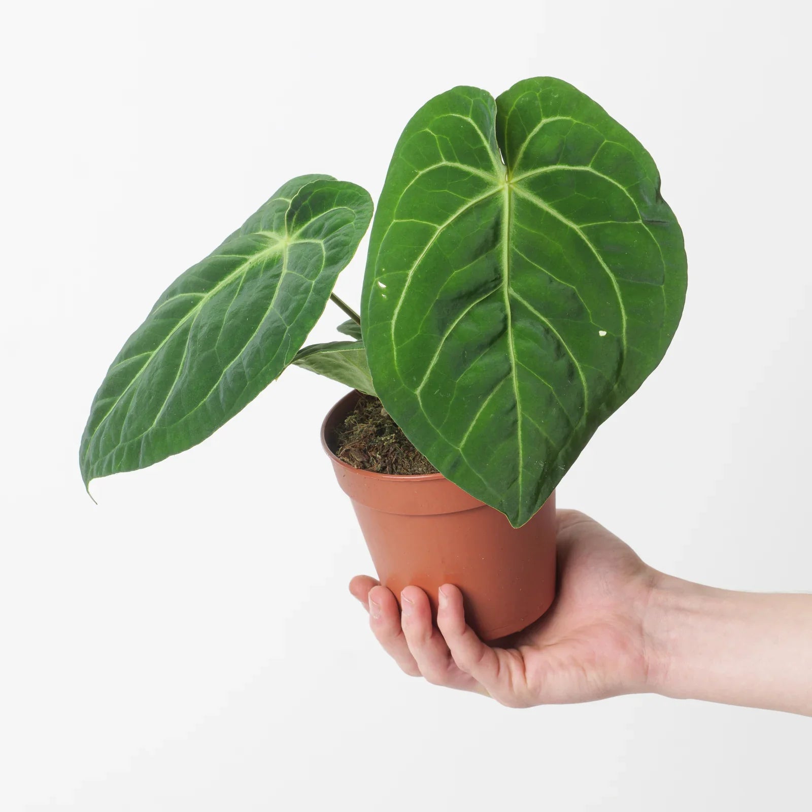 Anthurium Magnificum (small Size) Rare Indoor Live Plant