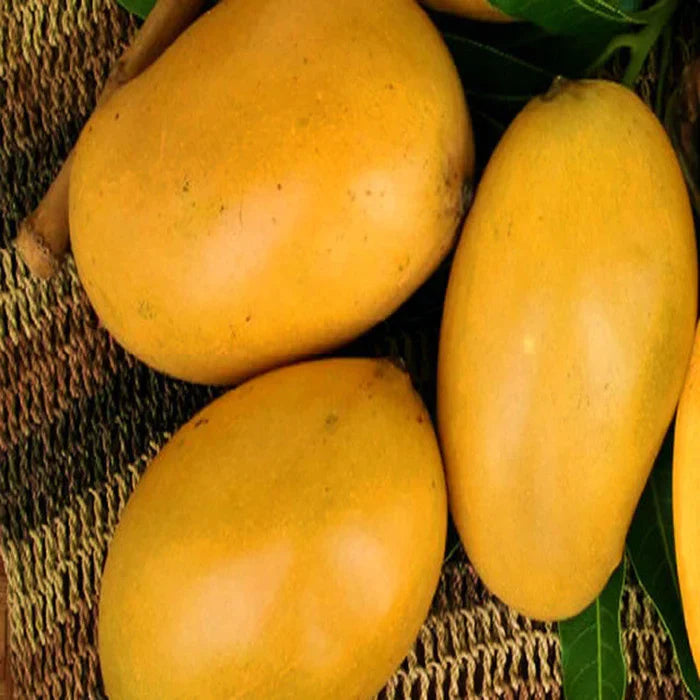Mallika Mango Grafted Live Plant