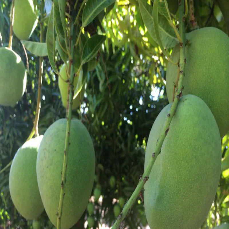 Mallika Mango Grafted Live Plant