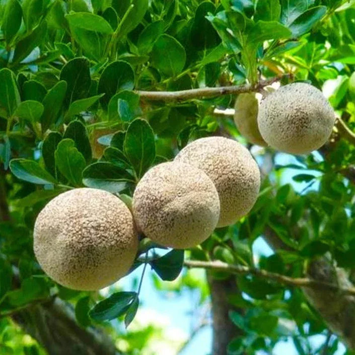 5  Leaves  (Panchapatra) Bael (Wood apple) Rare Grafted Live Plant