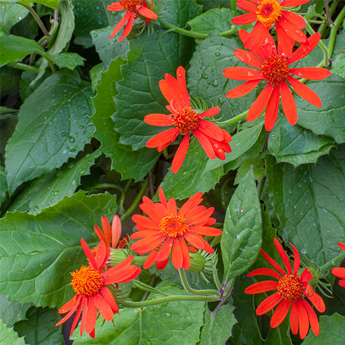 Mexican Flame Vine Flowering Plant