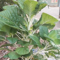 Organic Milk Spinach Seeds Open-Pollinated