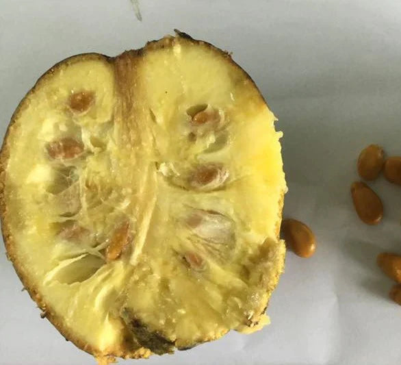 Mountain Soursop Live Plant (Annona Montana)