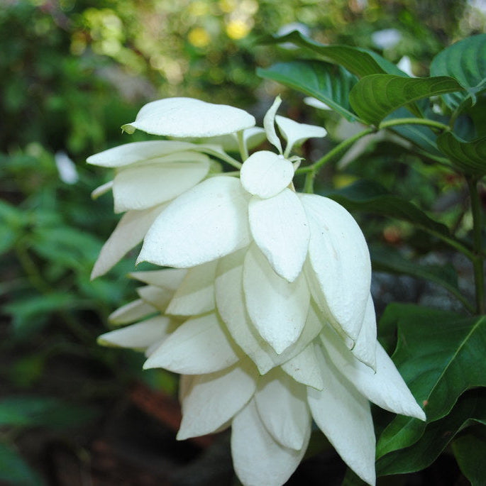 Mussaenda White All Time Flowering Live Plant