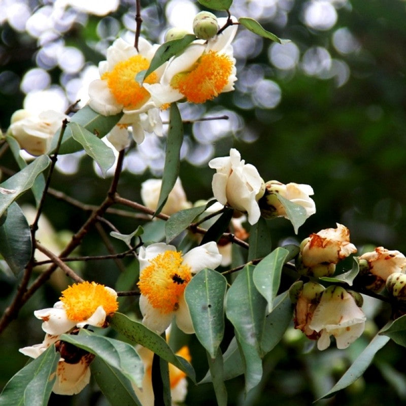 Nagkesar (Ceylon Ironwood) Live Plant
