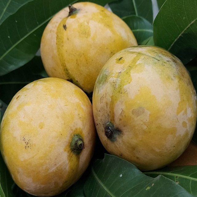 Neelam Mango Grafted Live Plant
