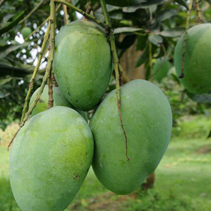 Neelam Mango Grafted Live Plant