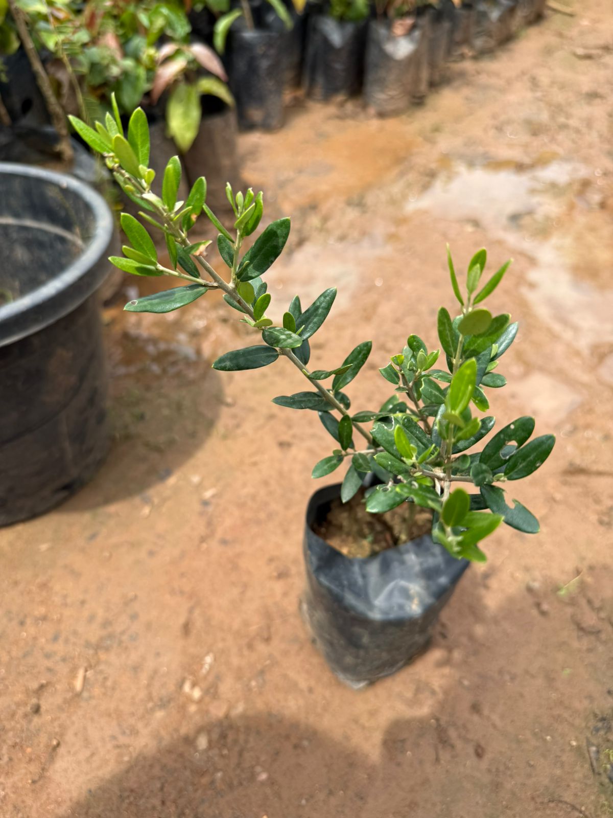 Arabic Olive Live Plant
