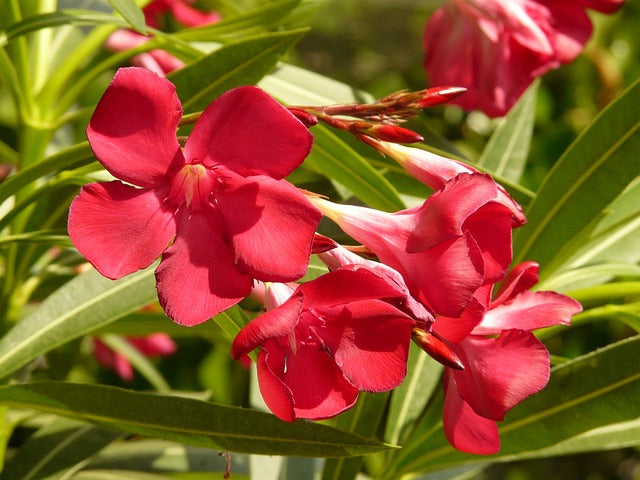 Arali Red Single Petal (Nerium oleander) All Time Flowering Live Plant