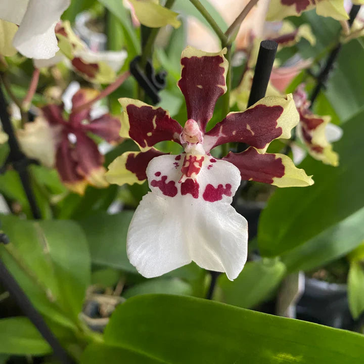 Oncidium Colmanara Jungle Monarch Orchid live plant