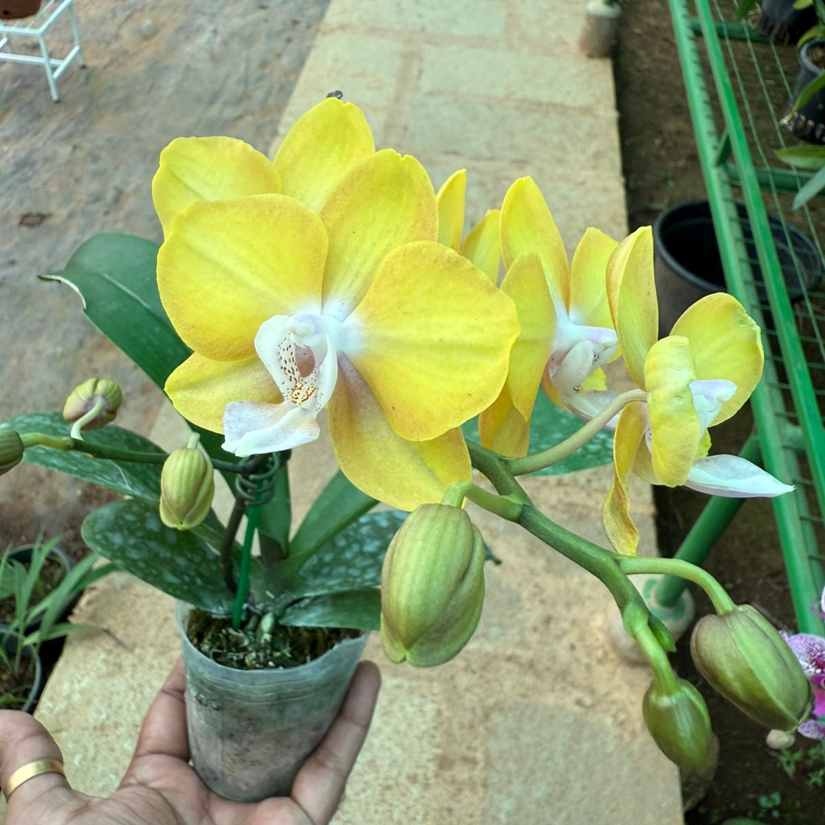 Phalaenopsis Lioulin Lawrence highly fragrant Orchid live plant