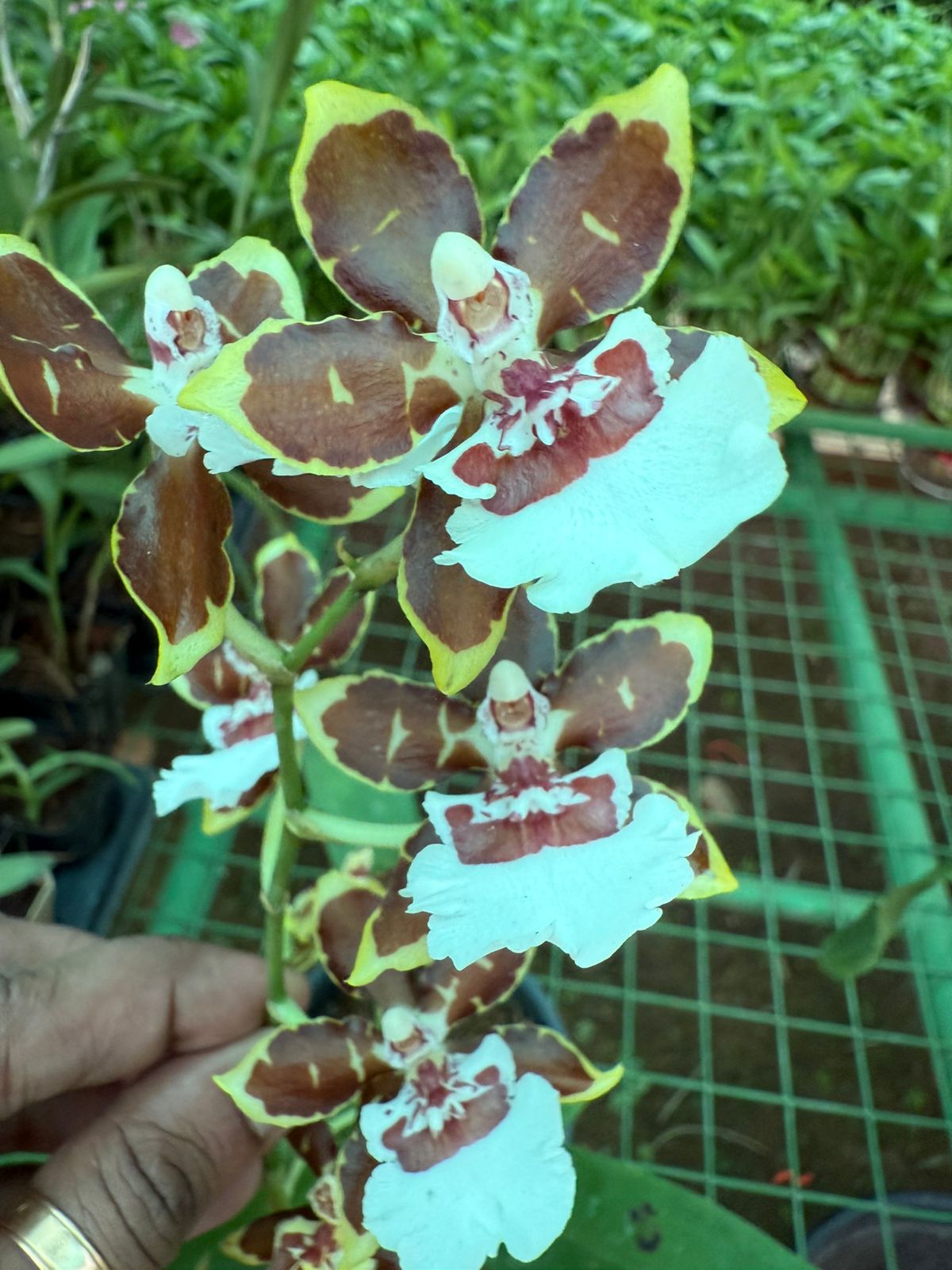 Oncidium Colmanara Jungle Monarch Orchid live plant