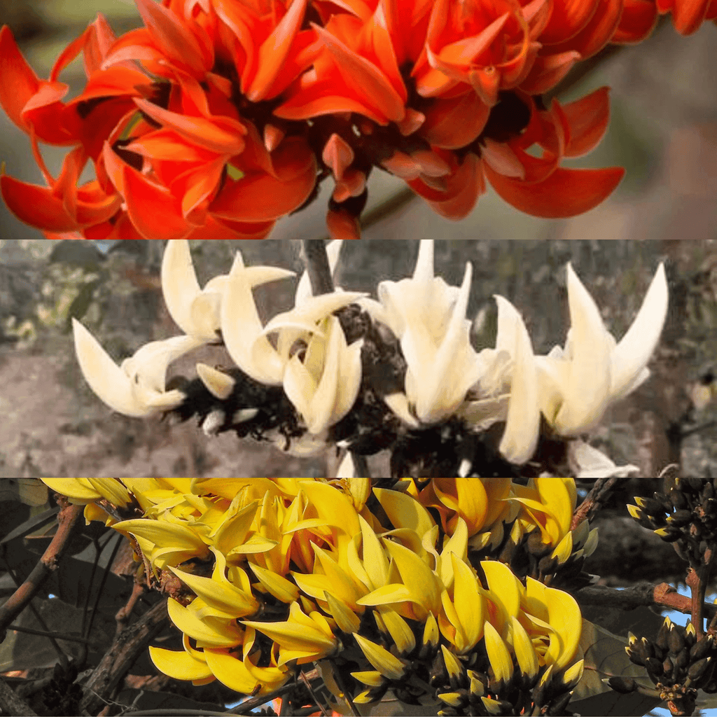 Yellow, Red & White Palash Combo All Time Flowering Layered Live Plants