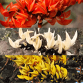 Yellow, Red & White Palash Combo All Time Flowering Layered Live Plants