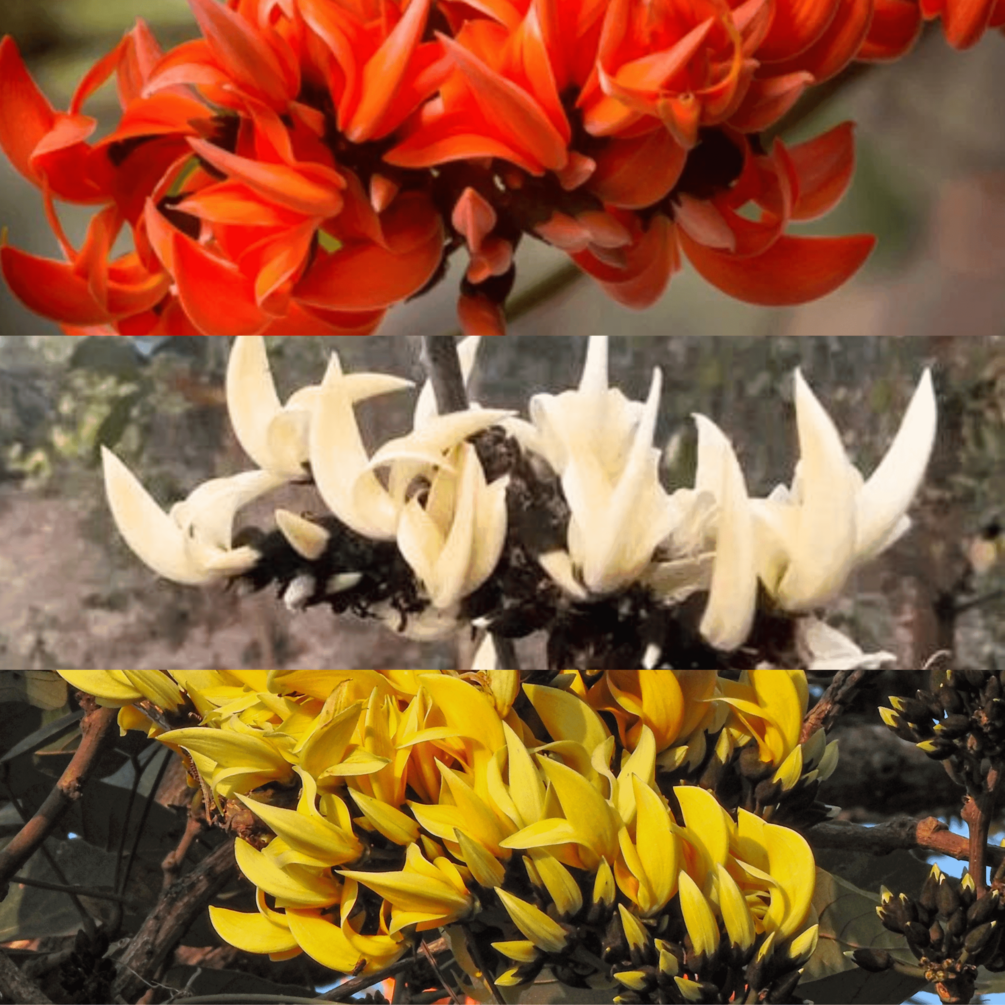 Yellow, Red & White Palash Combo All Time Flowering Layered Live Plants