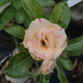 Adenium Peach with Pink – Desert Rose Live Plant