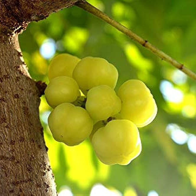 Phyllanthus Acidus  Fruit Live Plant