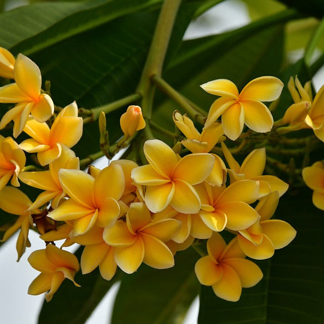 Plumeria Yellow (Frangipani) All Time Flowering Live Plant