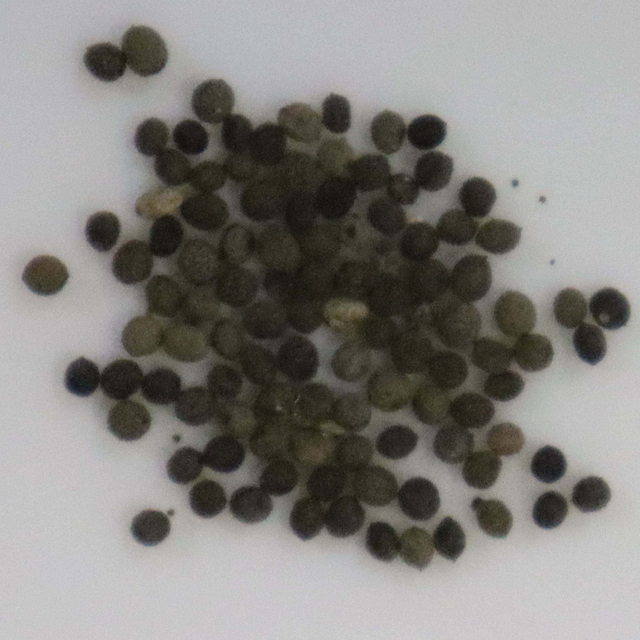 Eschscholzia California Poppy Seeds