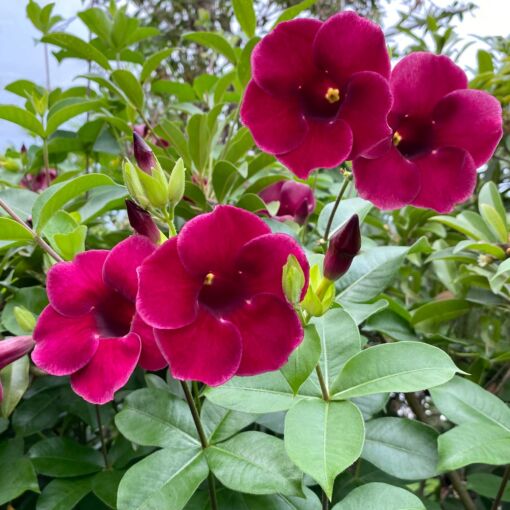 Allamanda Red Velvet All Time Flowering Live Plant