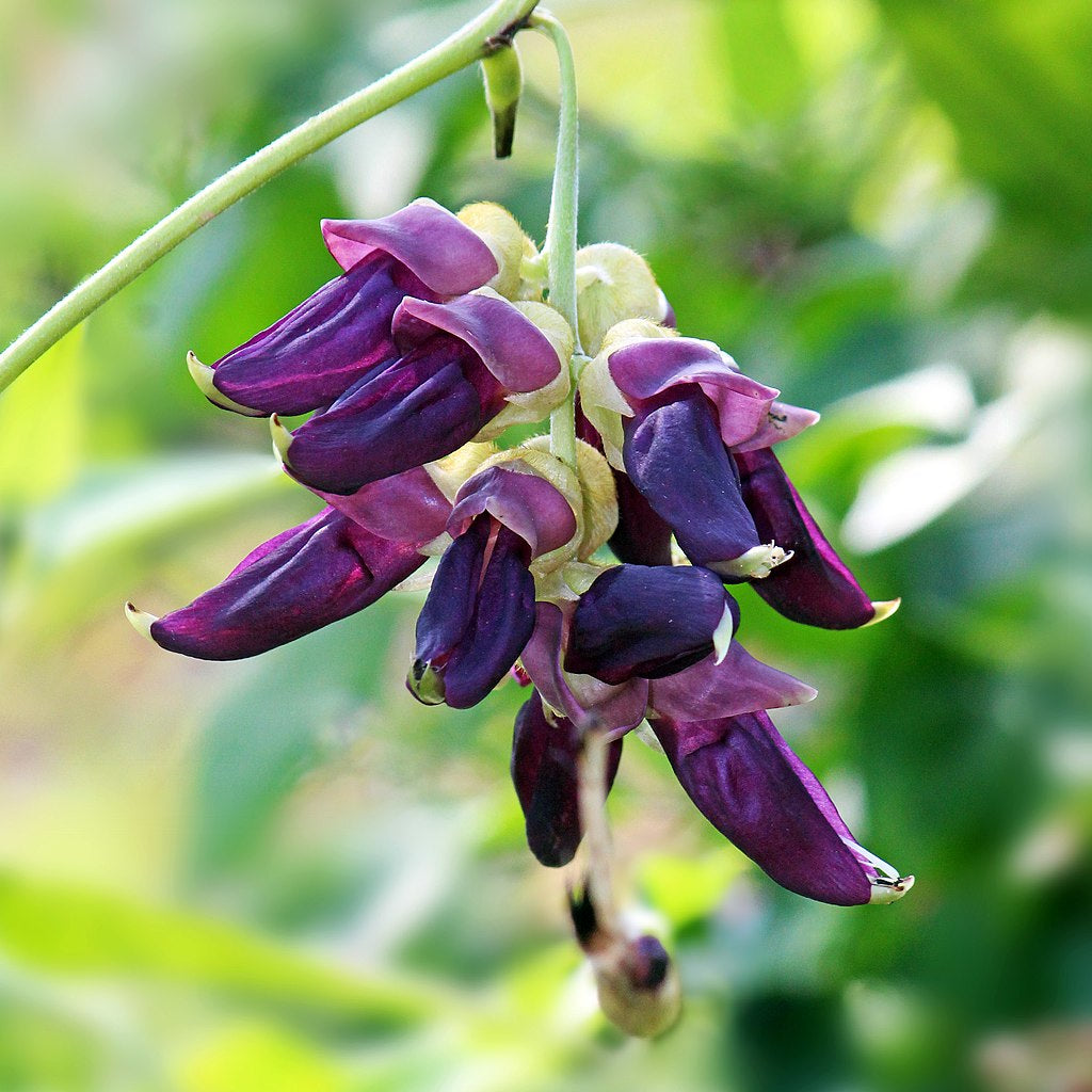 Purple Jade Vine  Rare Flowering (Mucuna Pruriens) Layered Live Plant
