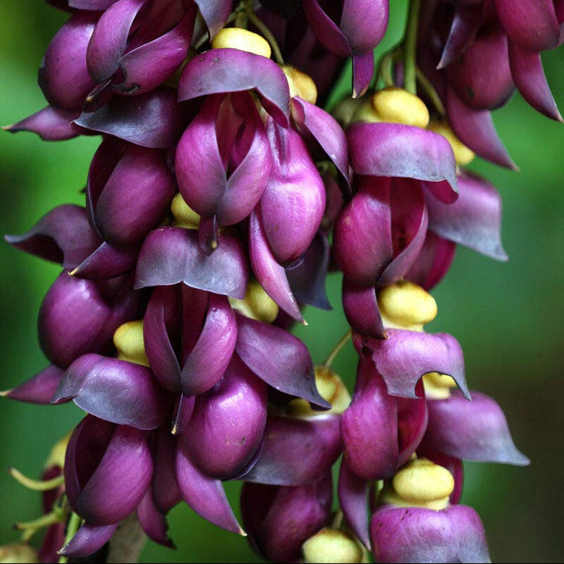 Purple Jade Vine  Rare Flowering (Mucuna Pruriens) Layered Live Plant