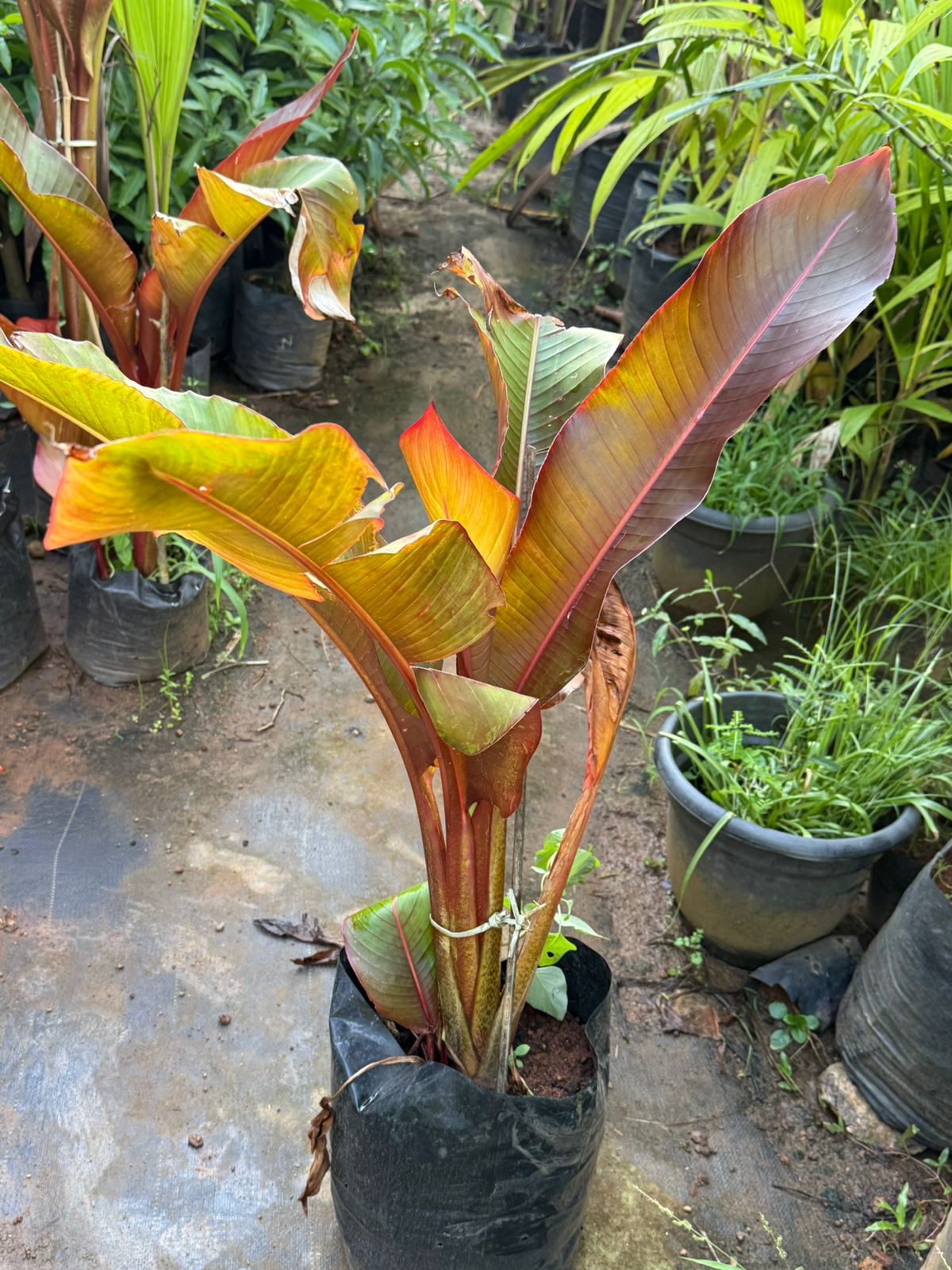 Abyssinian banana /'Maurelii' Rare Fruit Live Plant
