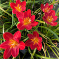 Dazzling Flame Rain Lilly  All Time Flowering Live Plant