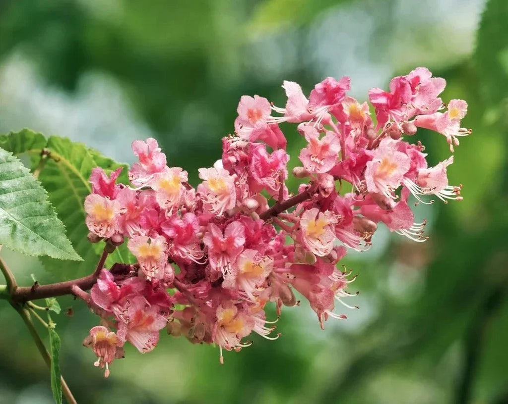 Red Horse-Chestnut Tree (Aesculus x carnea) Rare Live Plant