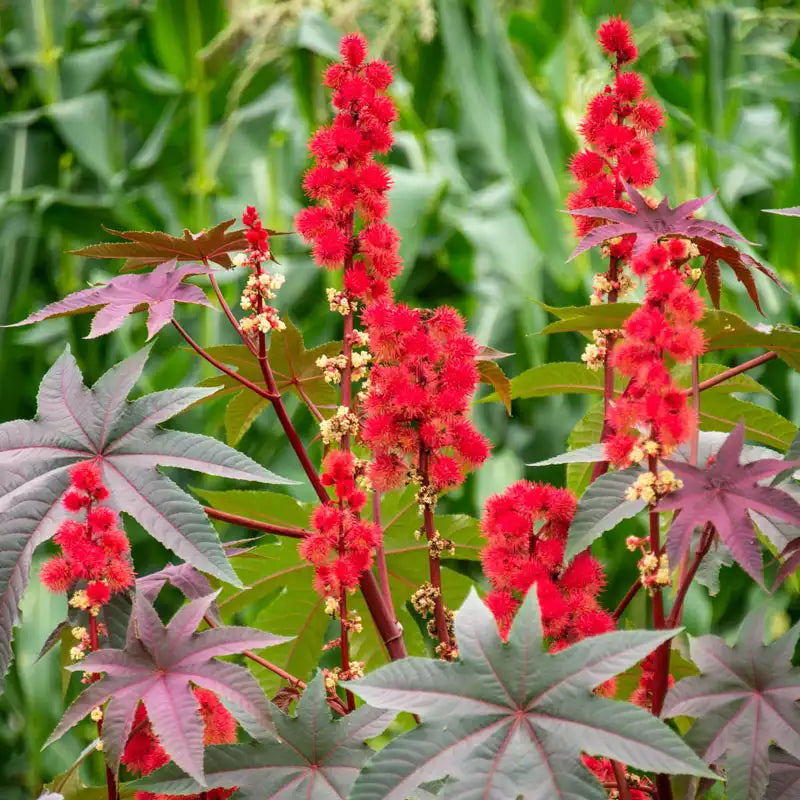 Dwarf Red Castor Seeds - Open Pollinated
