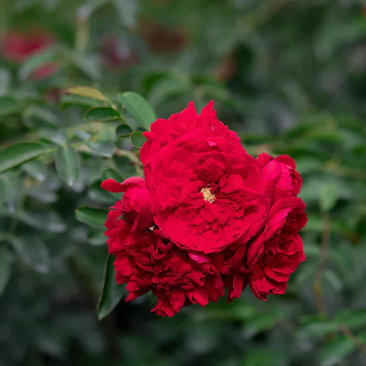 Red Eden Creeper/Climber Rose Live Plant