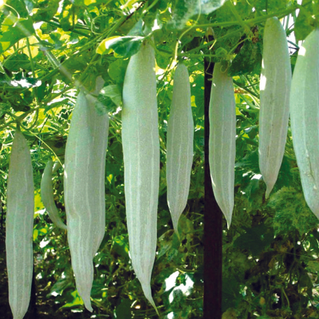 Organic Snake Gourd Seeds - Open Pollinated