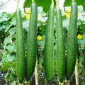Organic Sponge Gourd Seeds - Open Pollinated