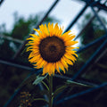 Organic Sunflower Seeds - Hybrid