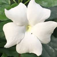 Thunbergia Fragrans All Time Flowering Live Plant