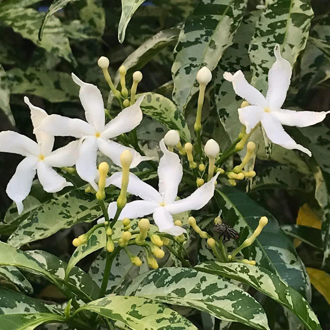 Variegated Pinwheel Fragrant All Time Flowering Live Plant